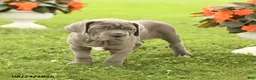 Cane Corso dogs for sale: Dawson - Ad 4