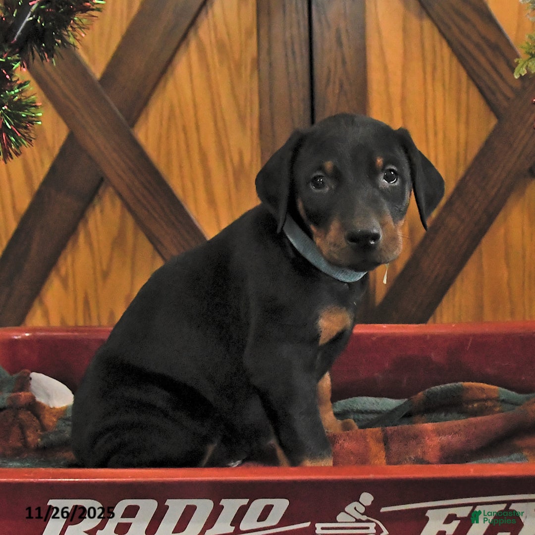 Doberman Pinscher dogs for sale: Murray - Ad 4