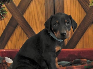 Doberman Pinscher dogs Murray - Ad 14