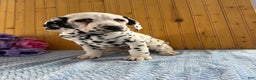 Dalmatian dogs for sale: Tommy - Ad 6