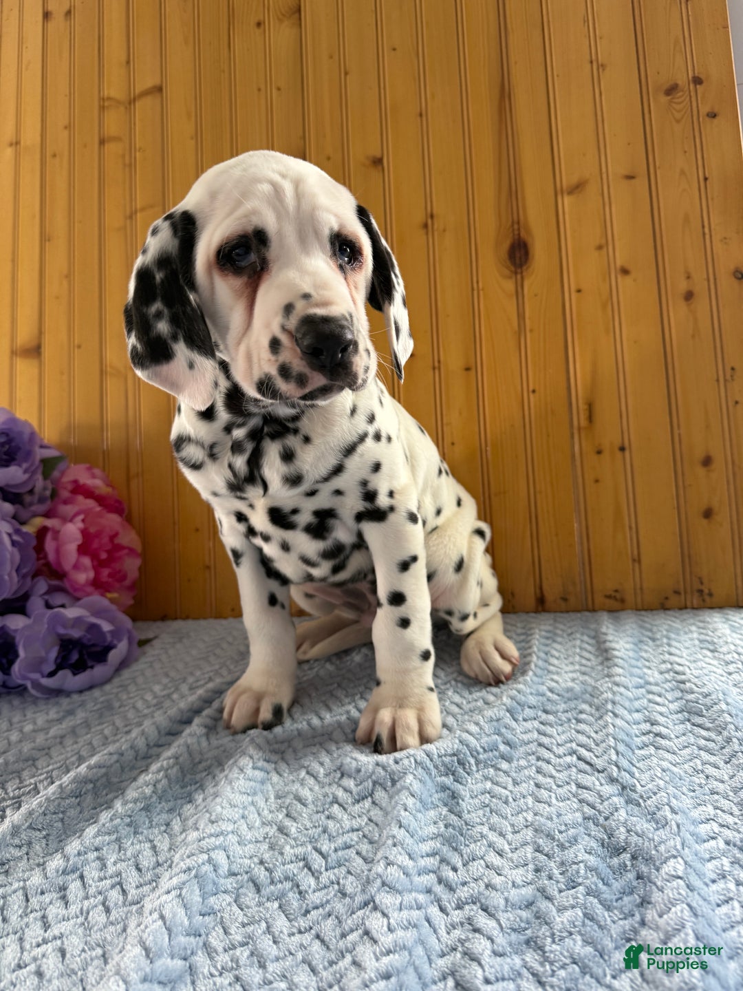 Dalmatian dogs for sale: Tommy - Ad 6