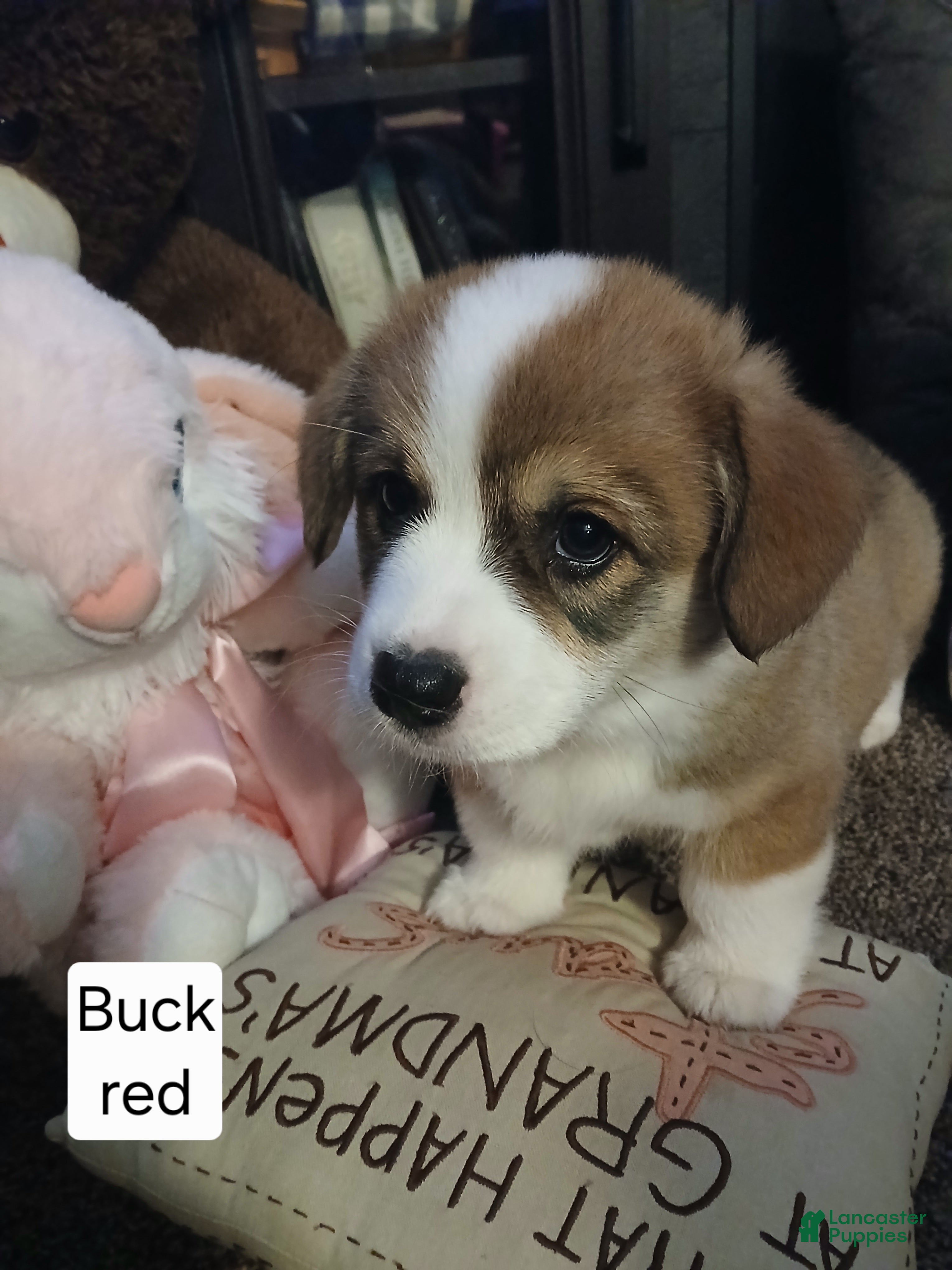 Welsh Corgi Pembroke dogs BUCK - Ad 2