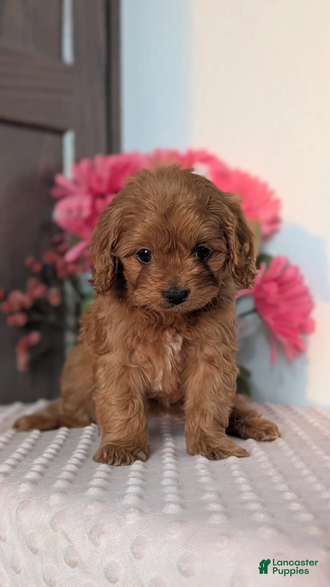 Cavapoo dogs for sale: Talia - Ad 6