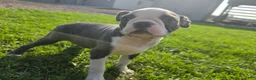 Boston Terrier dogs for sale: Boston Terrier Male 2 - Ad 1