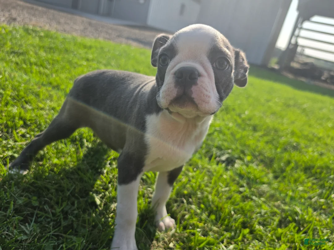 Boston Terrier dogs for sale: Boston Terrier Male 2 - Ad 1