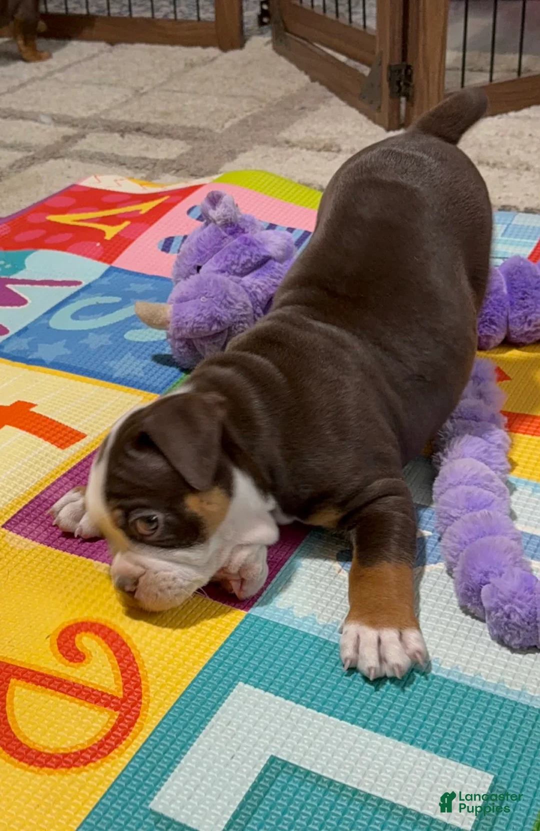 Olde English Bulldogge dogs for sale: Clair - Ad 4