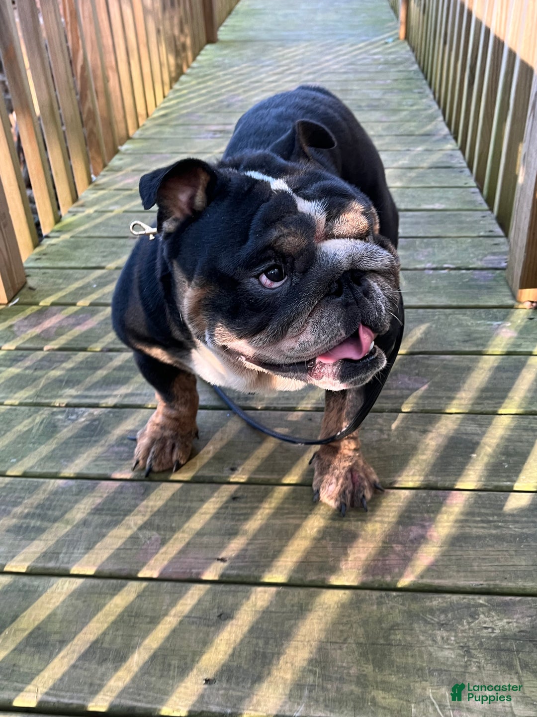 English Bulldog dogs for sale: English Bulldog Puppy zip  - Ad 1