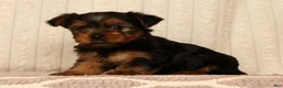 Yorkshire Terrier dogs for sale: Lucy - Ad 7