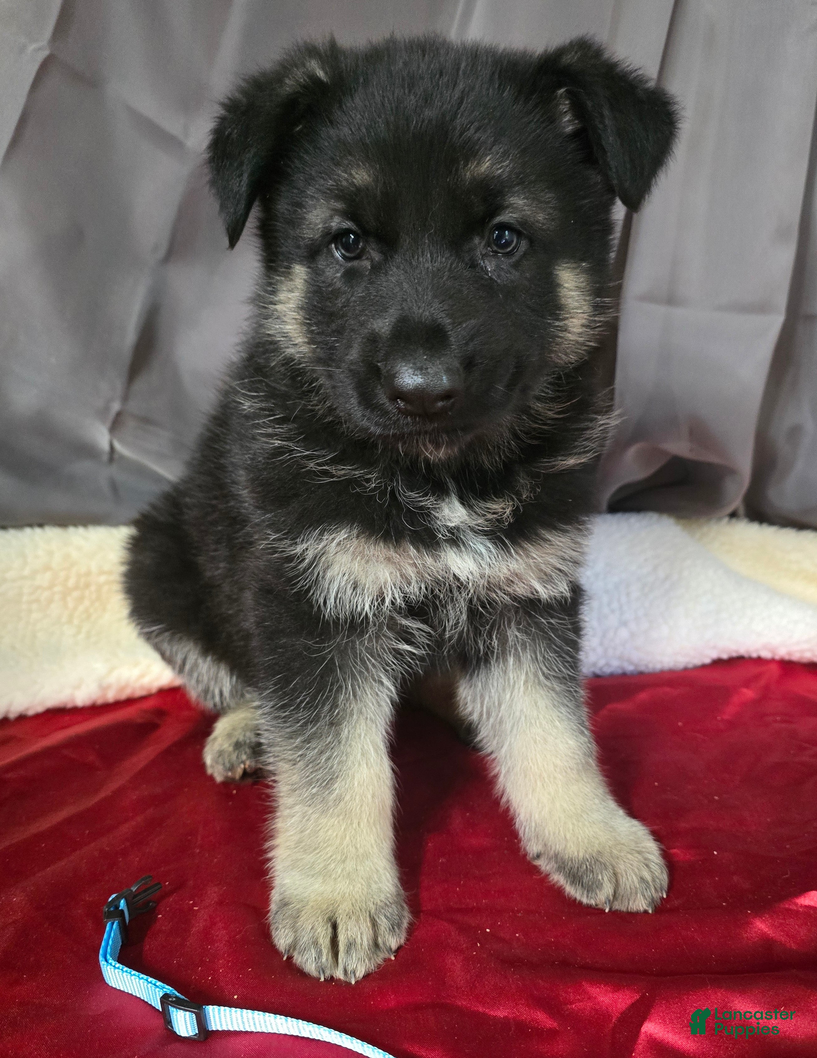 German Shepherd dogs for sale: German Shepherd Puppy Blue Collar - Ad 1