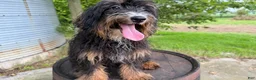 Mini Bernedoodle dogs for sale: Raphael - Ad 3