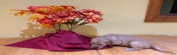 Golden Retriever dogs for sale: Miss Light Blue - Ad 3