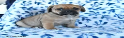 Puggle dogs for sale: Skippy - Ad 1