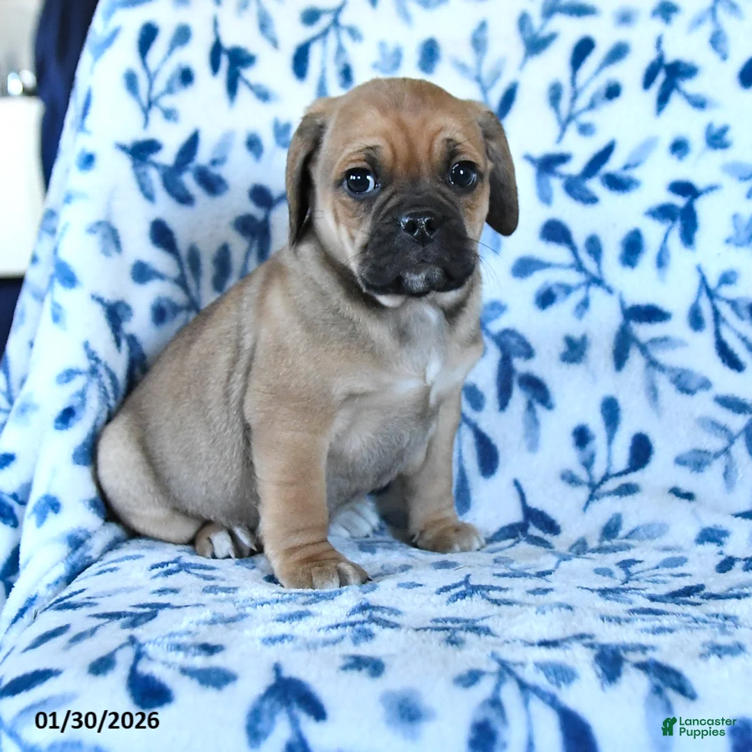 Puggle dogs for sale: Skippy - Ad 1
