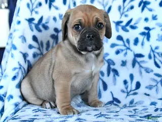 Puggle dogs Skippy - Ad 3