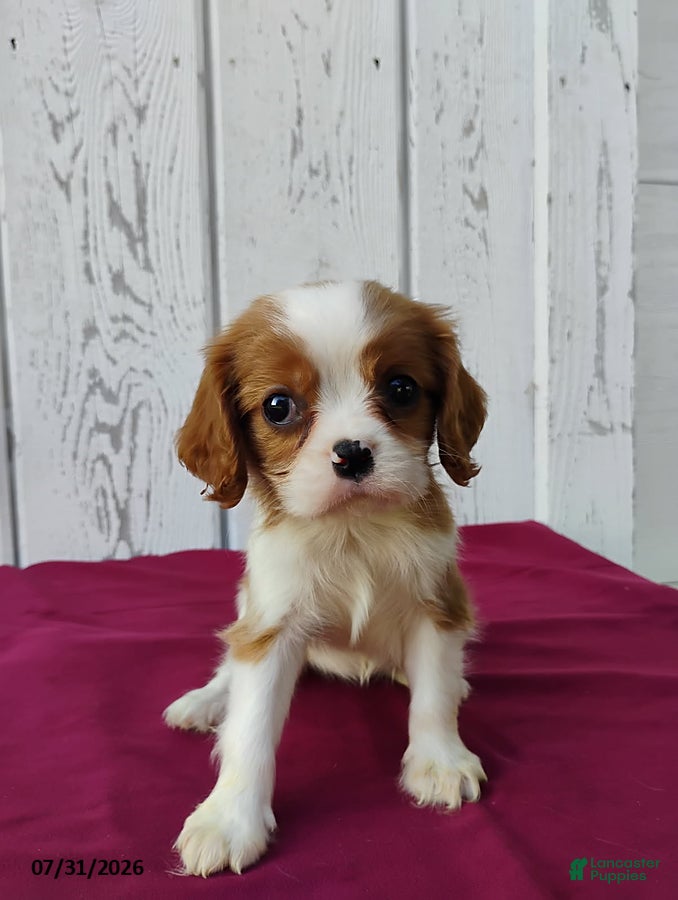Cavalier King Charles Spaniel dogs Darcy - Ad 2