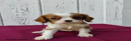Cavalier King Charles Spaniel dogs for sale: Darcy - Ad 2