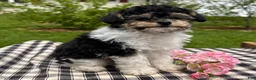 Toy Poodle dogs for sale: Hans - Ad 4