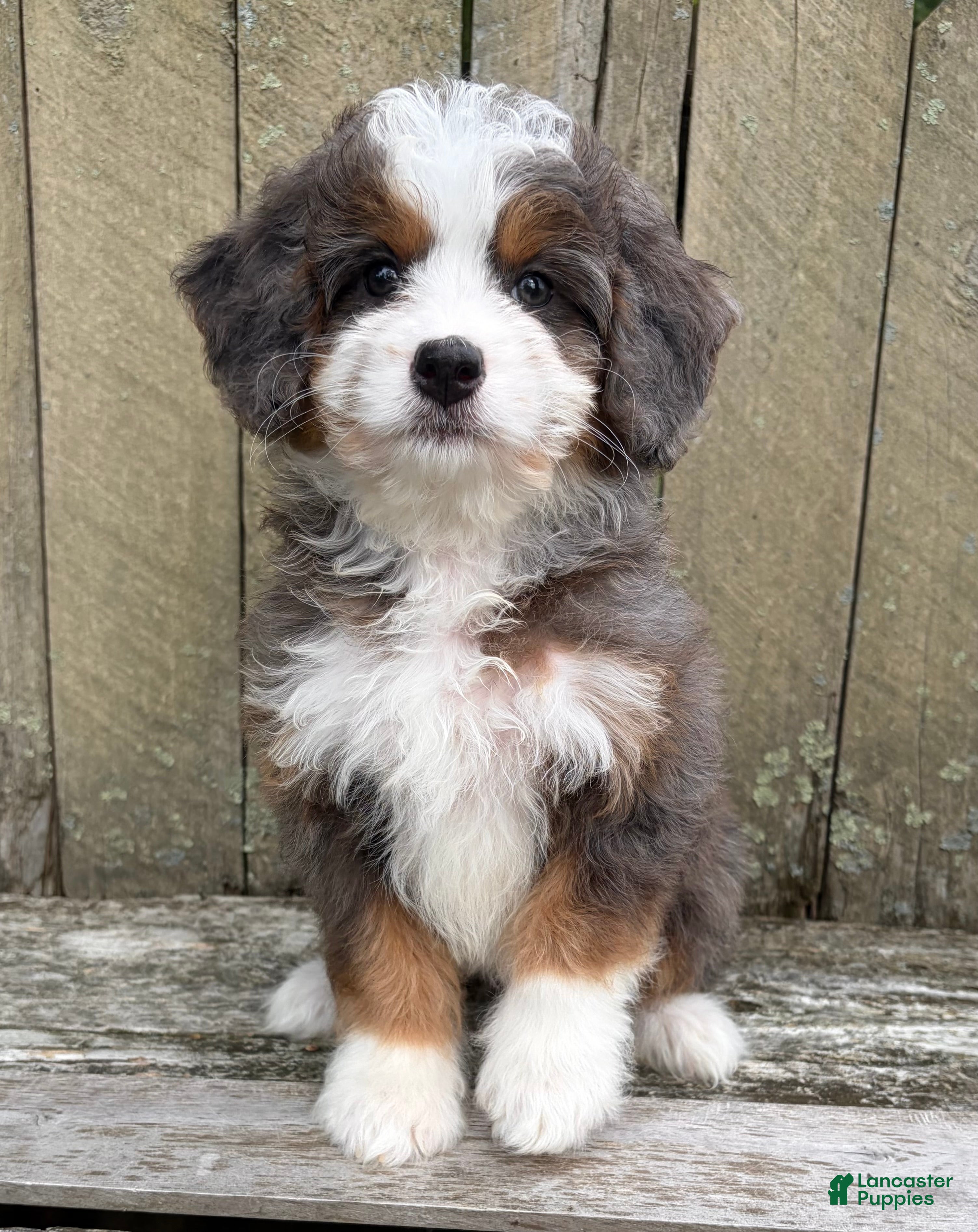 Mini Bernedoodle dogs 💚IN BOSTON MASSACHUSETTS AREA💚TINY BLUE MERLE TRI COLOR💚MINI BERNEDOODLE💚 - Ad 2