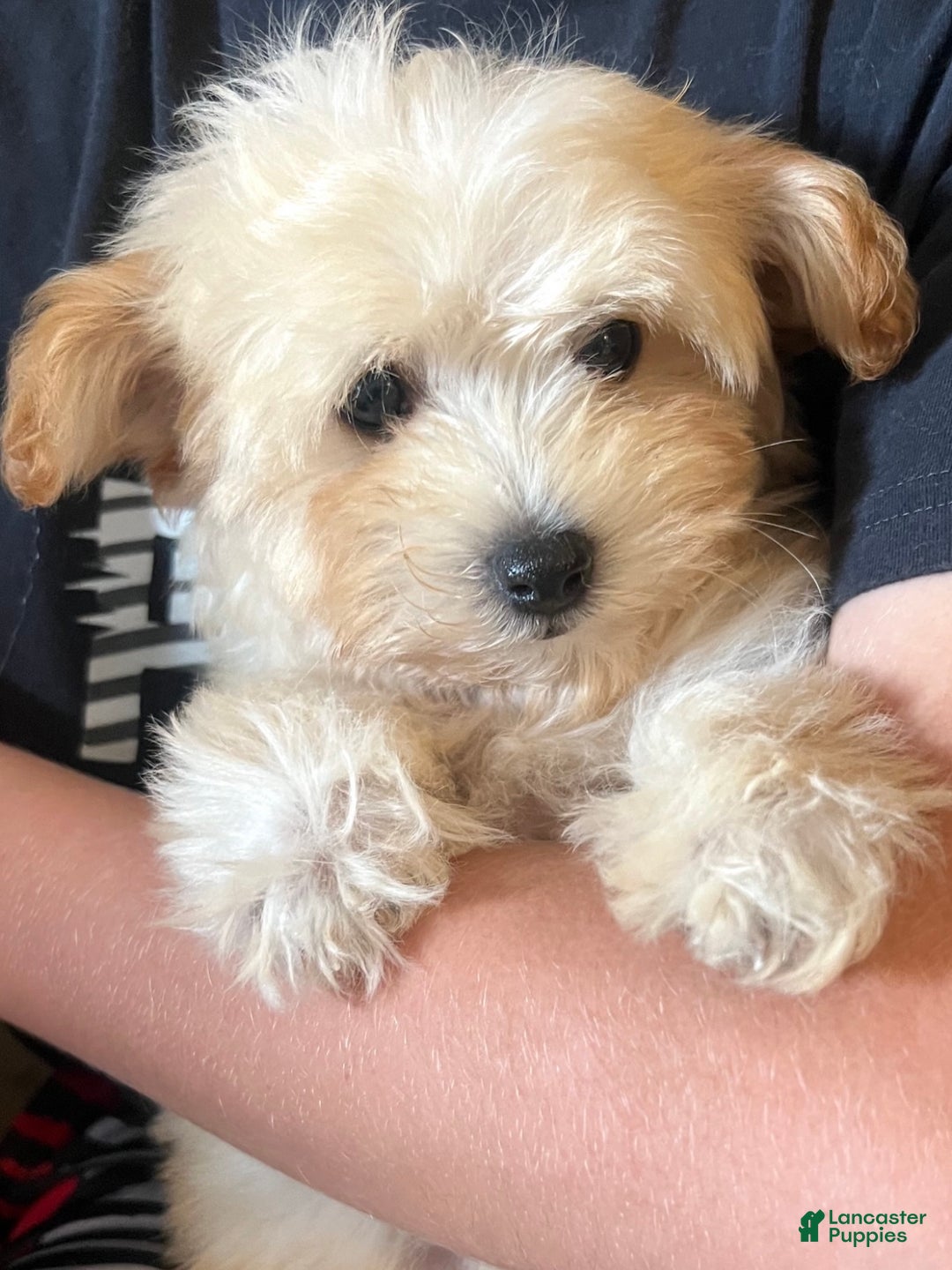 Maltipoo dogs for sale: Maltipoo litter of 5 puppies - Ad 3