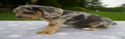 Beabull dogs for sale: Dixie - Ad 5