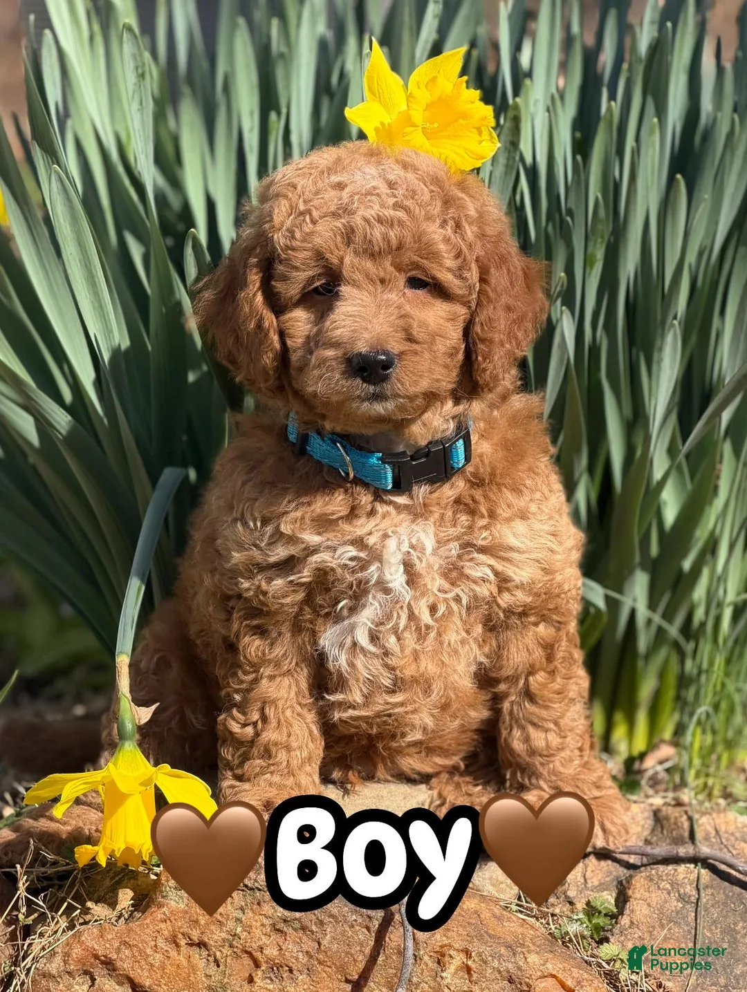 Mini Goldendoodle dogs for sale: Mini Goldendoodle Puppy 1 - Ad 1