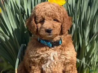 Mini Goldendoodle dogs for sale: Mini Goldendoodle Puppy 1 - Ad 2