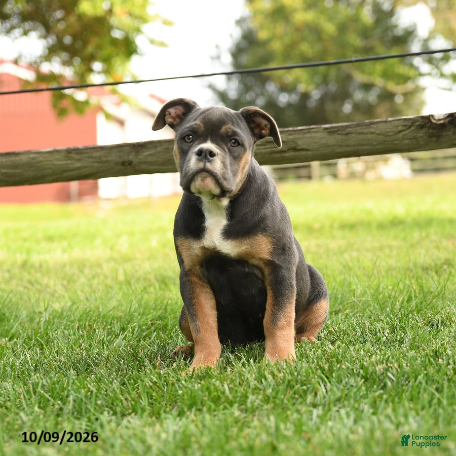 Olde English Bulldogge dogs for sale: Princess - Ad 1