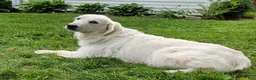 Golden Retriever dogs for sale: Ruby - Ad 4