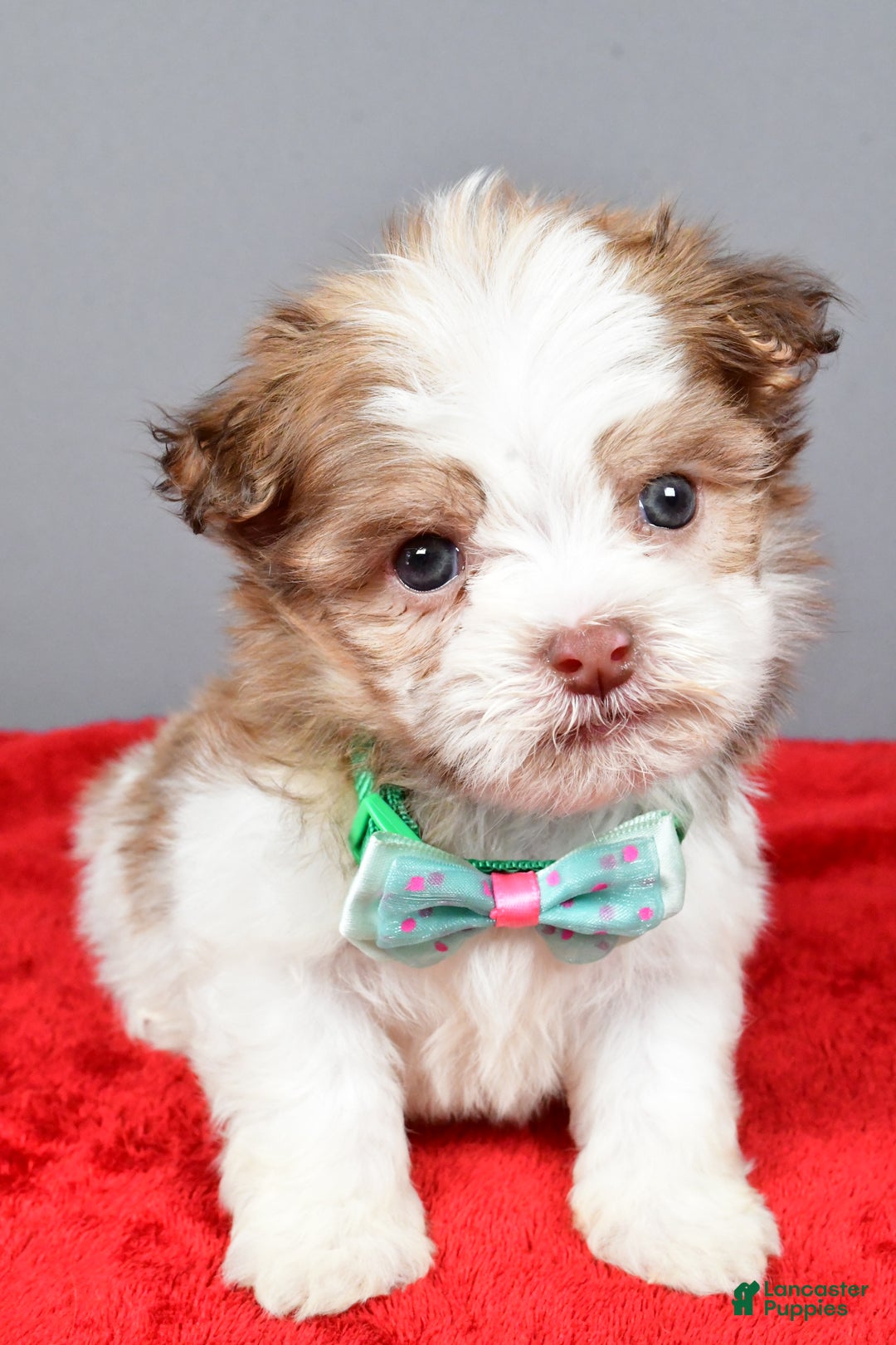 Havanese dogs for sale: Clifford - Ad 7
