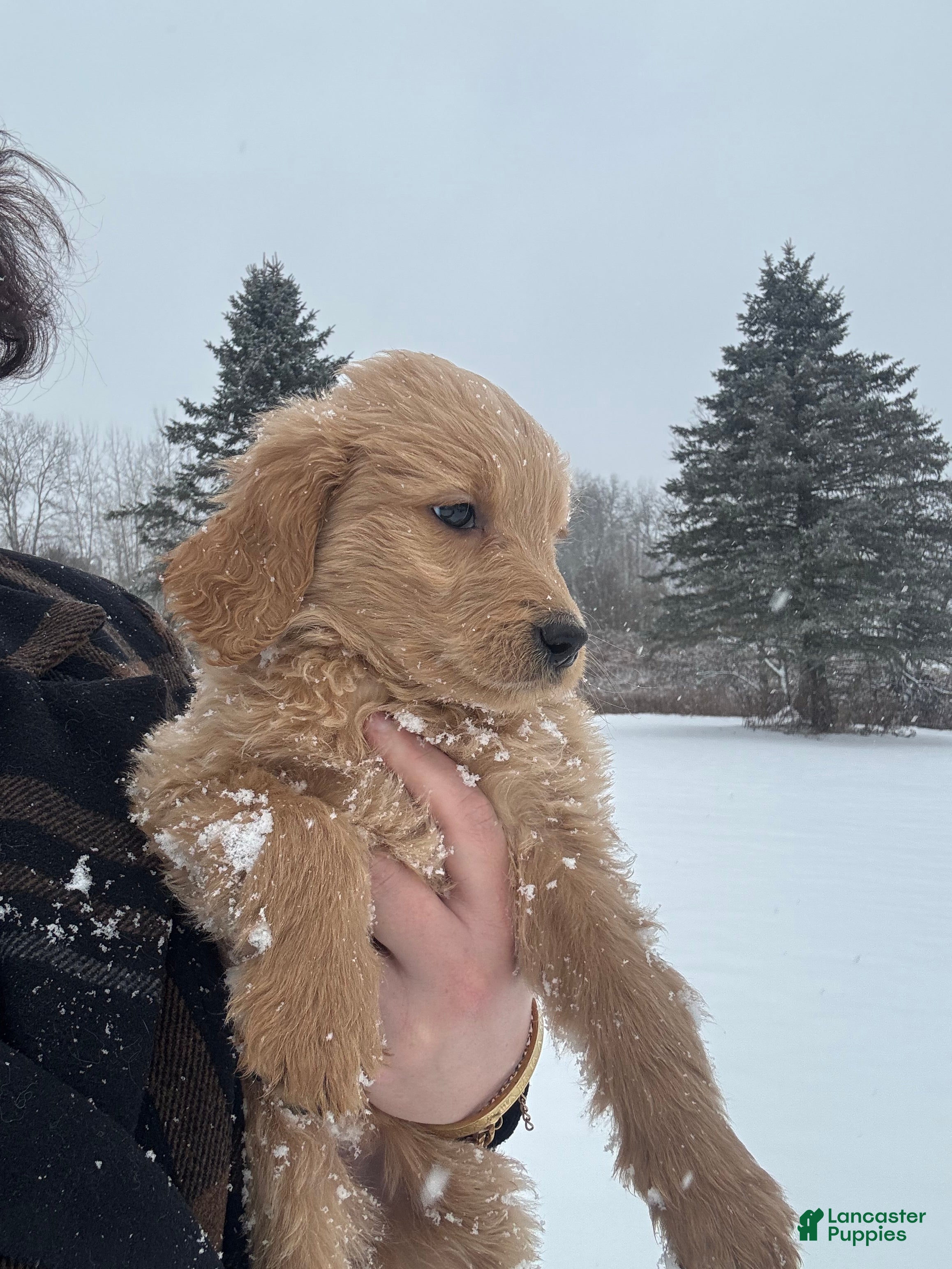 Goldendoodle dogs Fawn - Ad 27