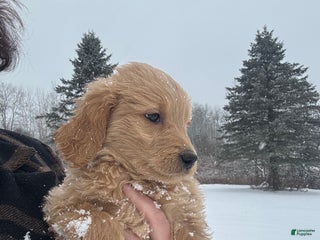 Goldendoodle dogs Fawn - Ad 1