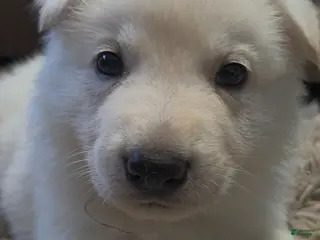 German Shepherd dogs White German Shepherd Puppy - Blue - Ad 20