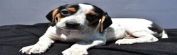 Beagle dogs for sale: Regina - Ad 6