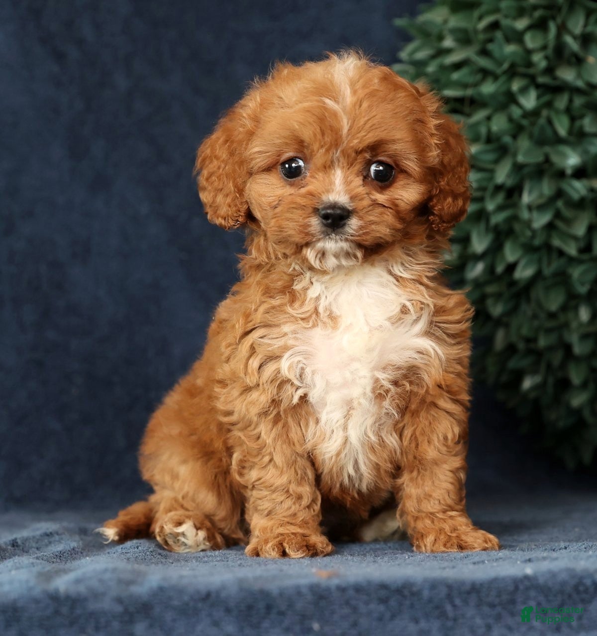 Cavapoo dogs Ingrid - Ad 1