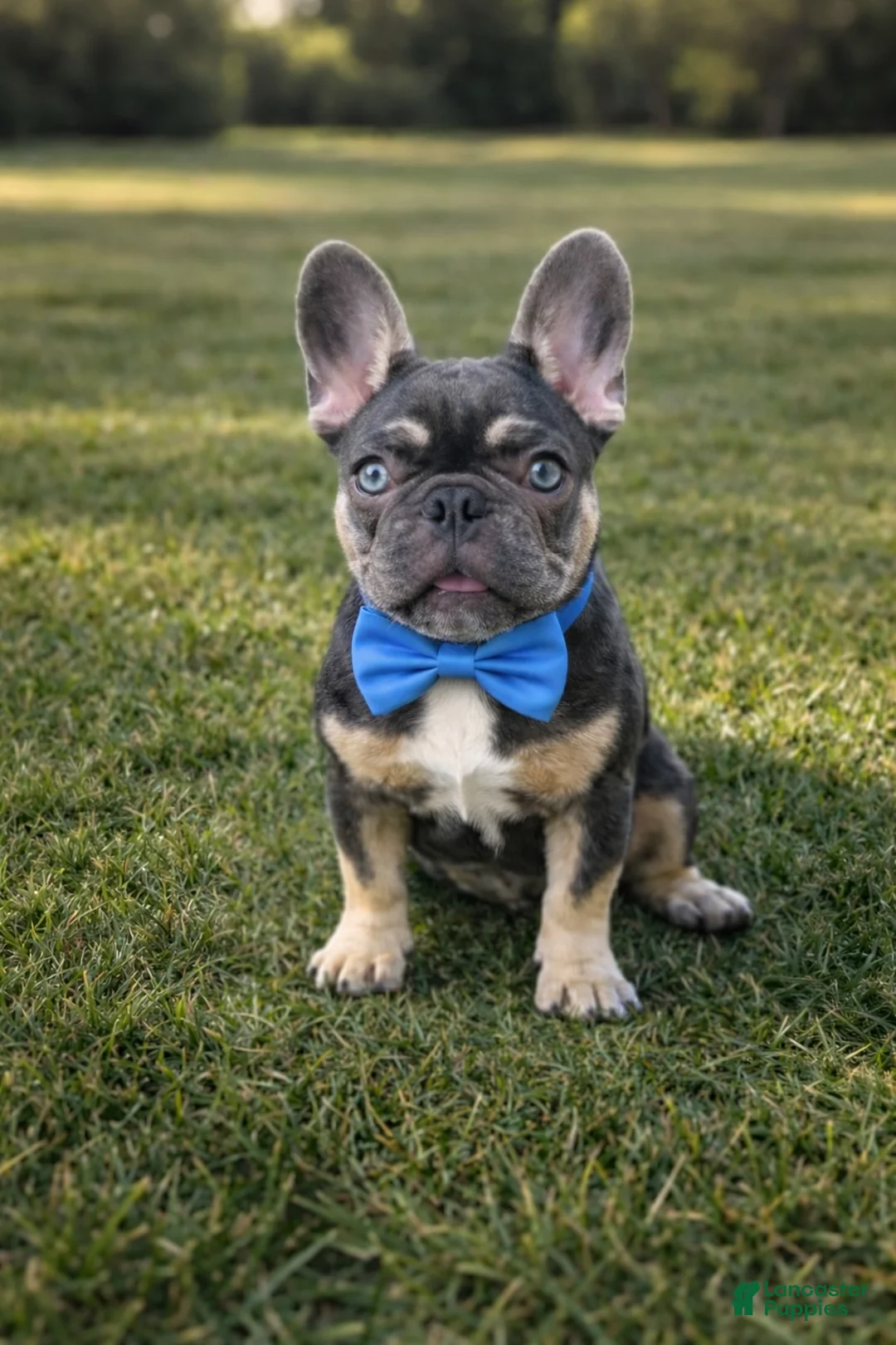 French Bulldog dogs for sale: Bear - The Chatter Captain - Ad 1