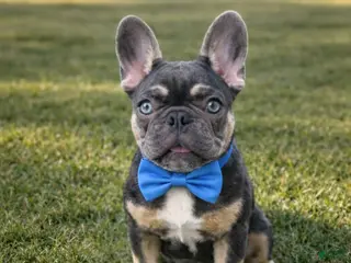 French Bulldog dogs for sale: Bear - The Chatter Captain - Ad 1
