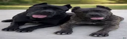 Cane Corso dogs for sale: Puppy 2 - Ad 4