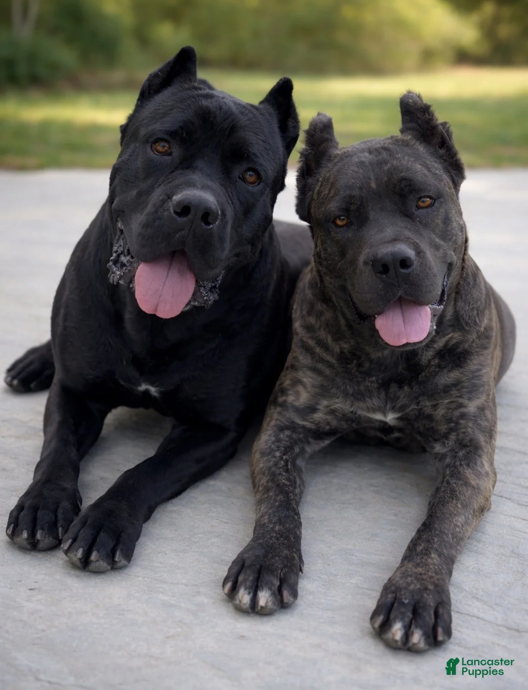 Cane Corso dogs for sale: Puppy 2 - Ad 4