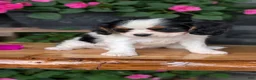Cavalier King Charles Spaniel dogs for sale: Raya - Ad 5