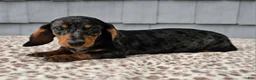 Miniature Dachshund dogs for sale: Mia - Ad 3