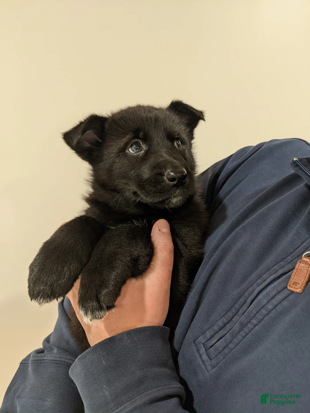 Mixed Breed dogs for sale: Atlas - Ad 2