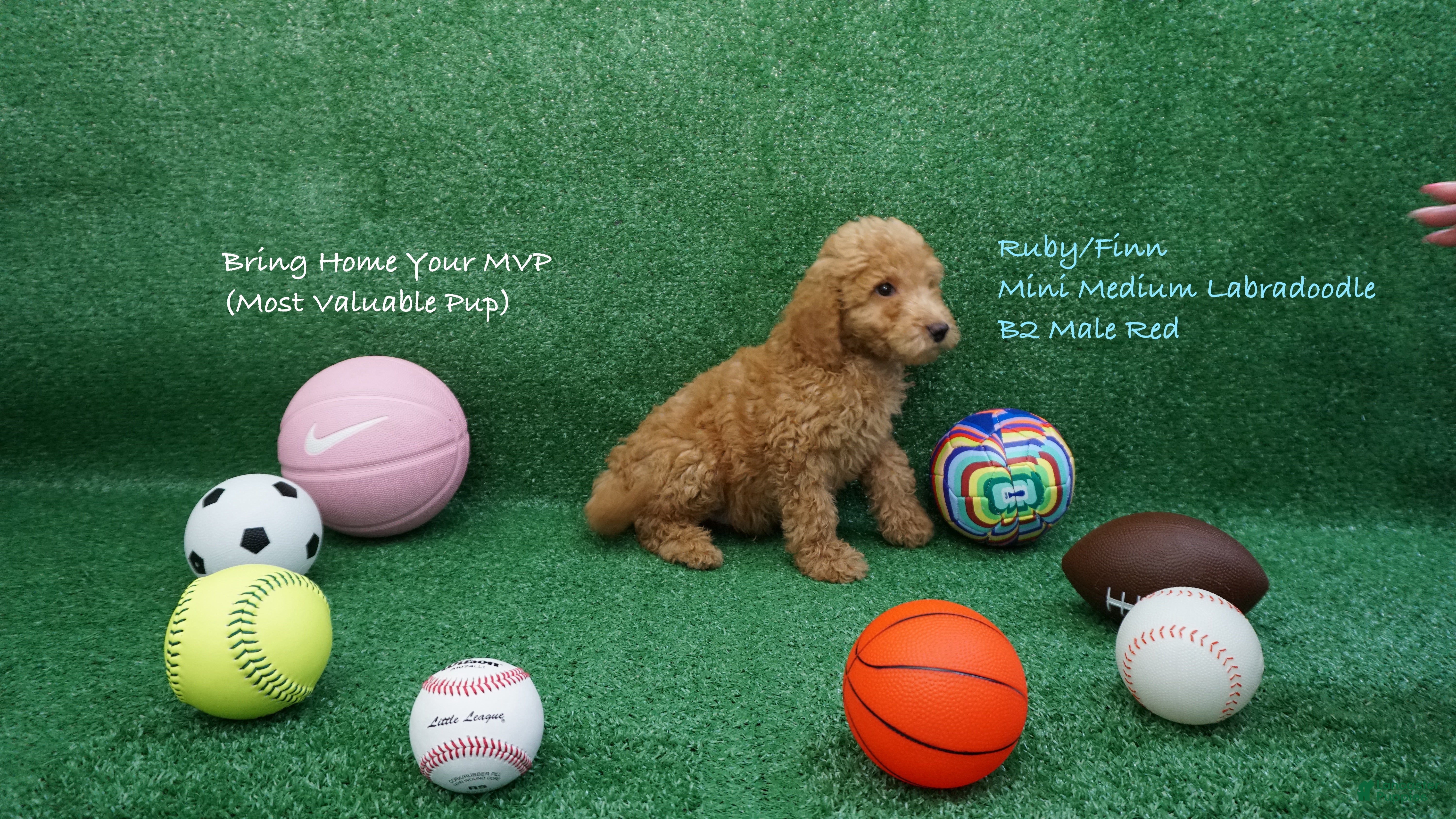 Miniature Labradoodle dogs RF B2 - Ad 22