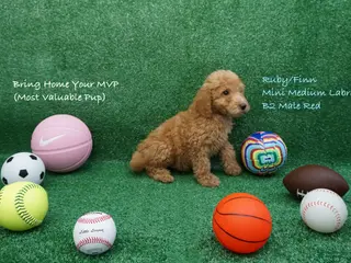 Miniature Labradoodle dogs RF B2 - Ad 22