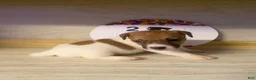 Jack Russell Terrier dogs for sale: Jack Russell Terrier Denver - Ad 3