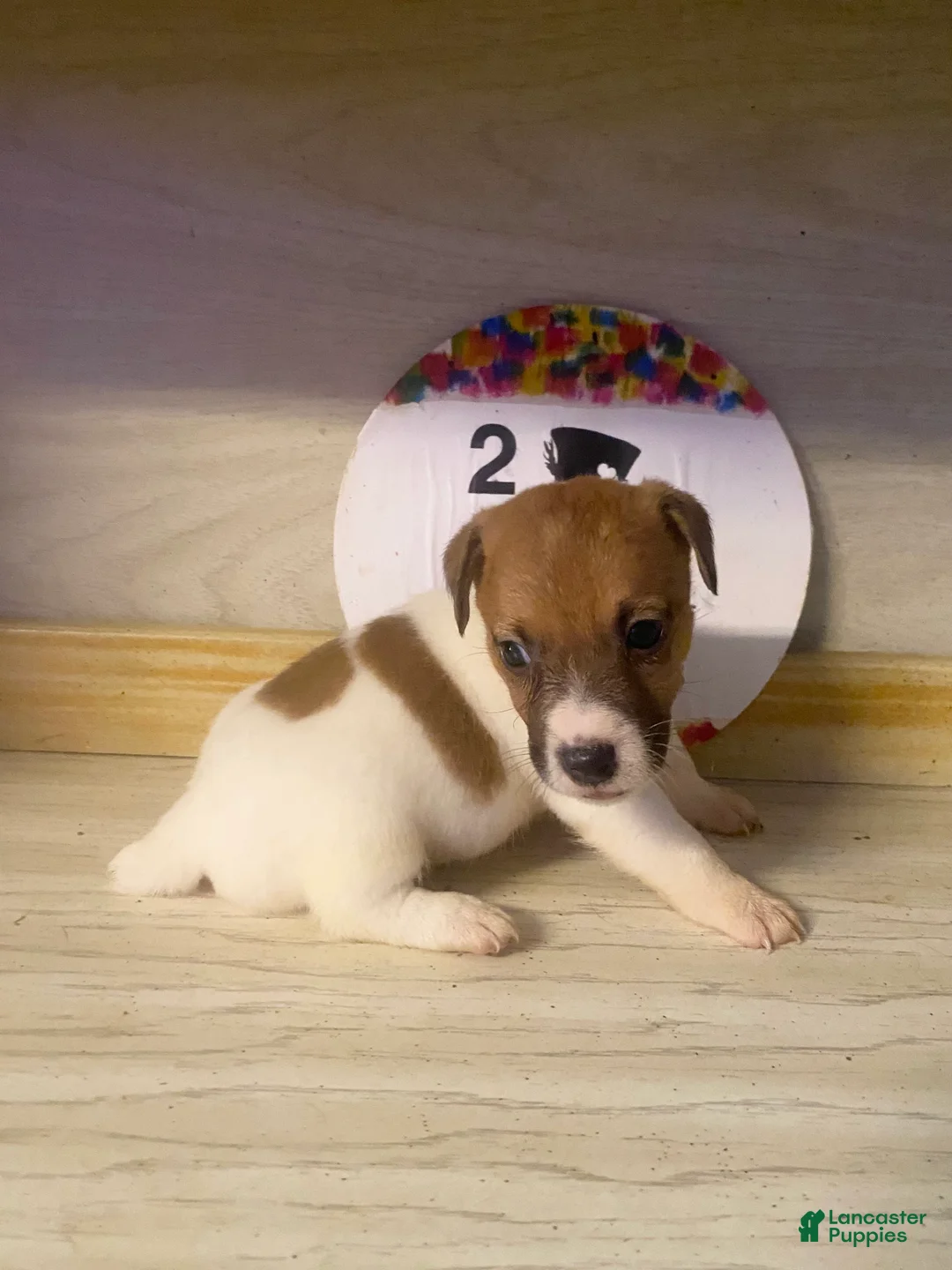 Jack Russell Terrier dogs for sale: Jack Russell Terrier Pierce - Ad 2