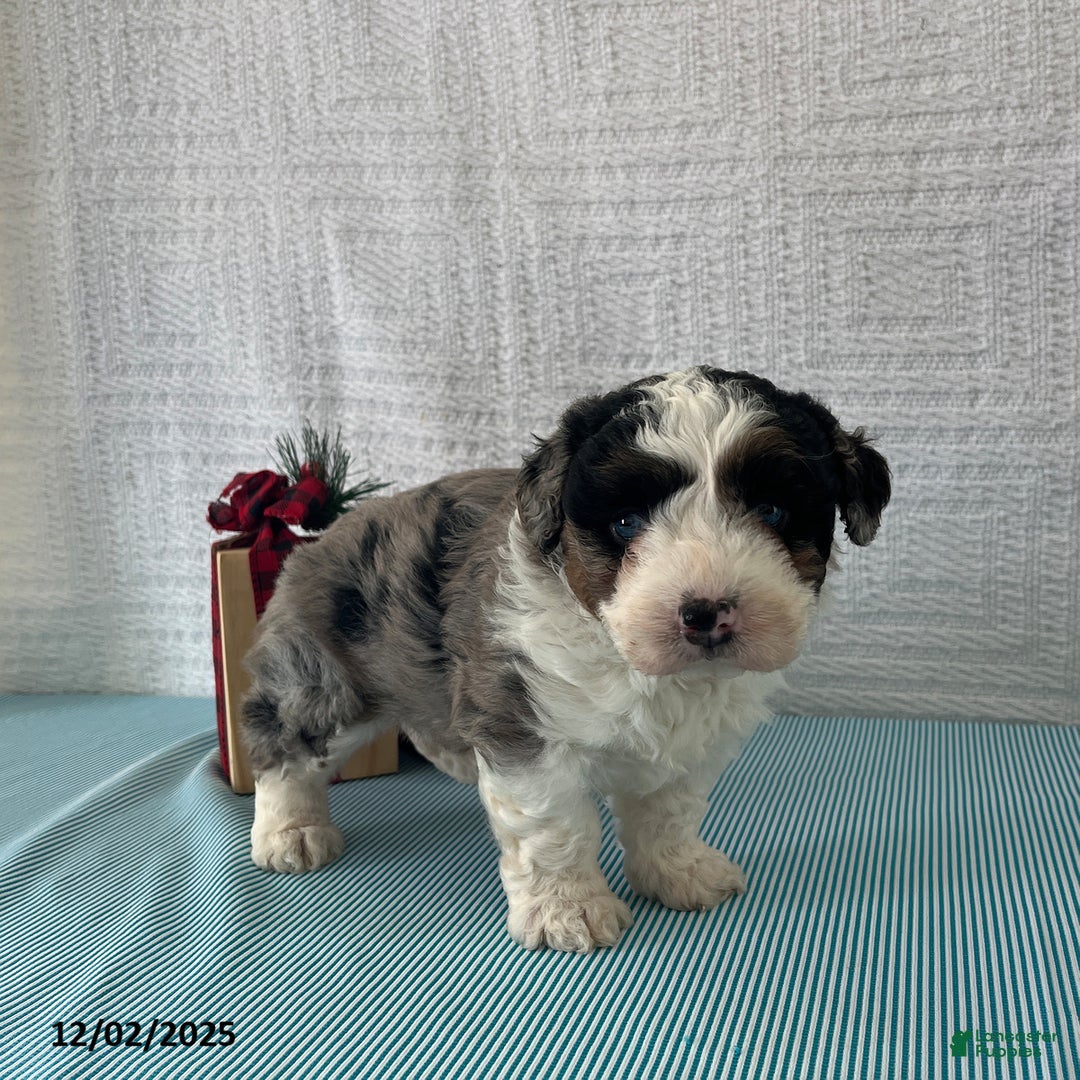 Mini Aussiedoodle dogs for sale: Marshall - Ad 2