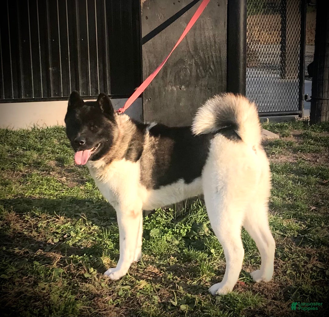 Akita dogs for sale: Angela - Ad 4
