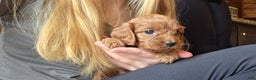 Cavapoo dogs for sale: Bella - Ad 10
