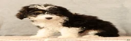 Mini Aussiedoodle dogs for sale: CoCo - Ad 9