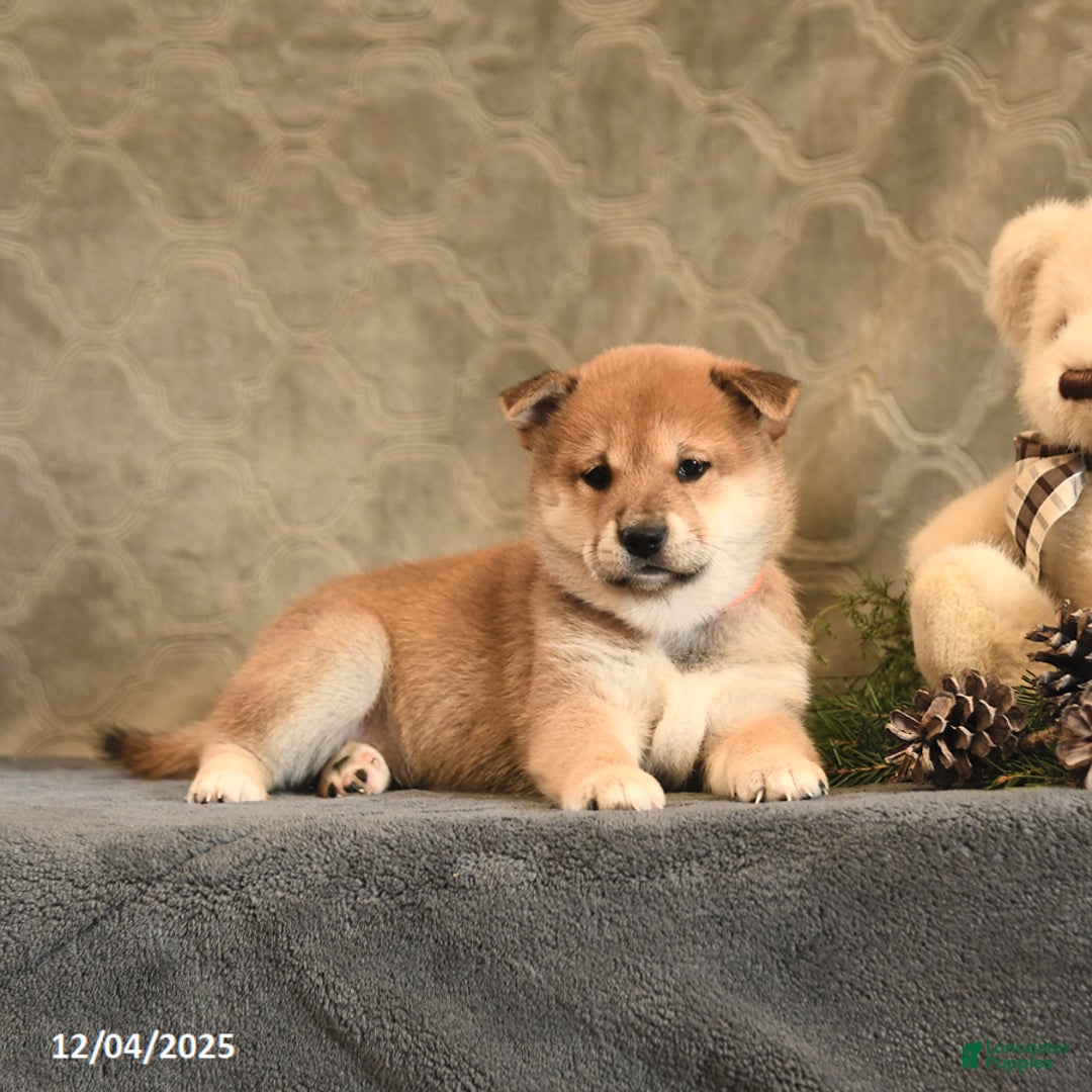 Shiba Inu dogs for sale: Taffy - Ad 4